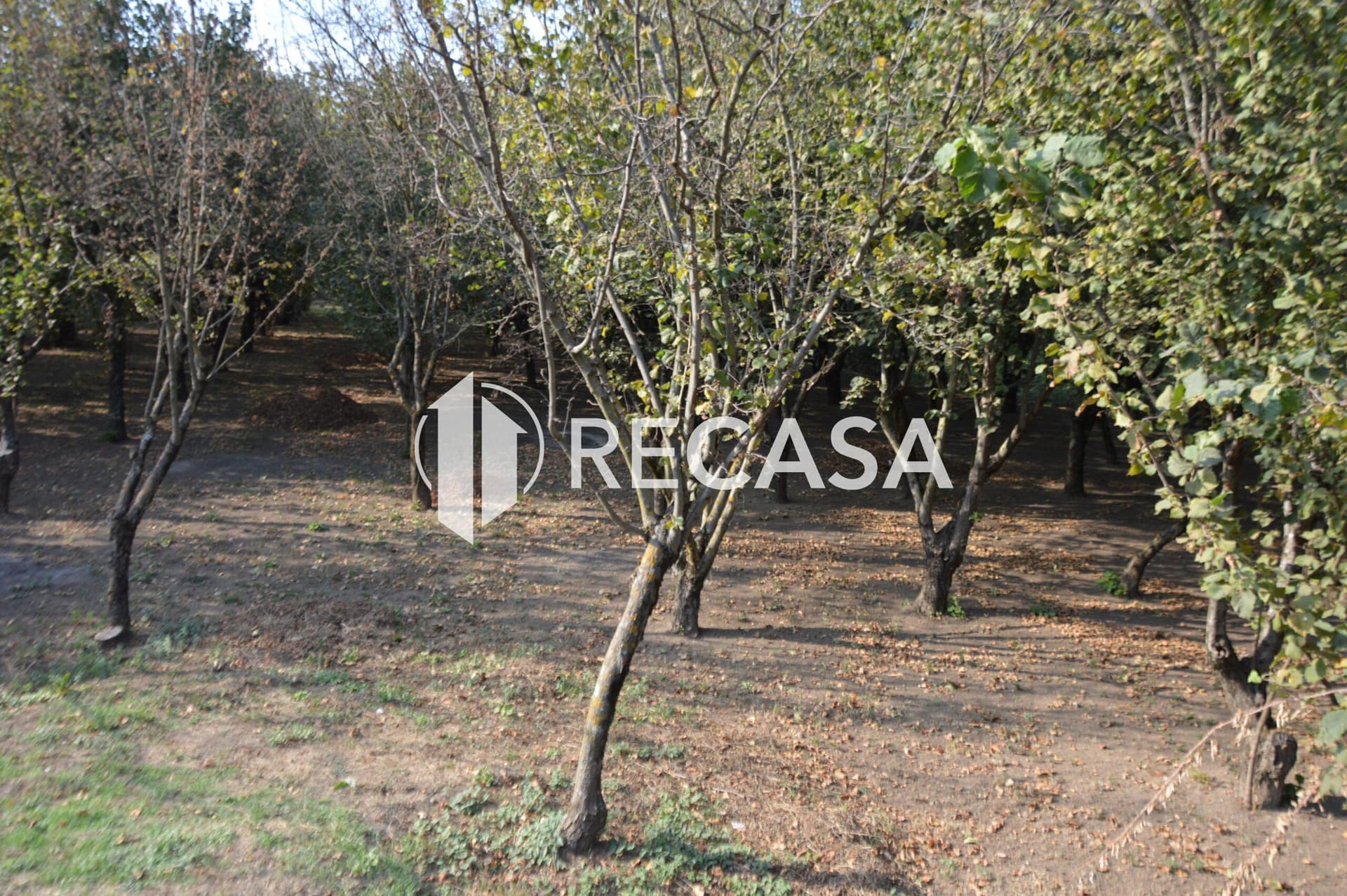 Terreno agricolo Santa Lucia di Serino - Foto 6