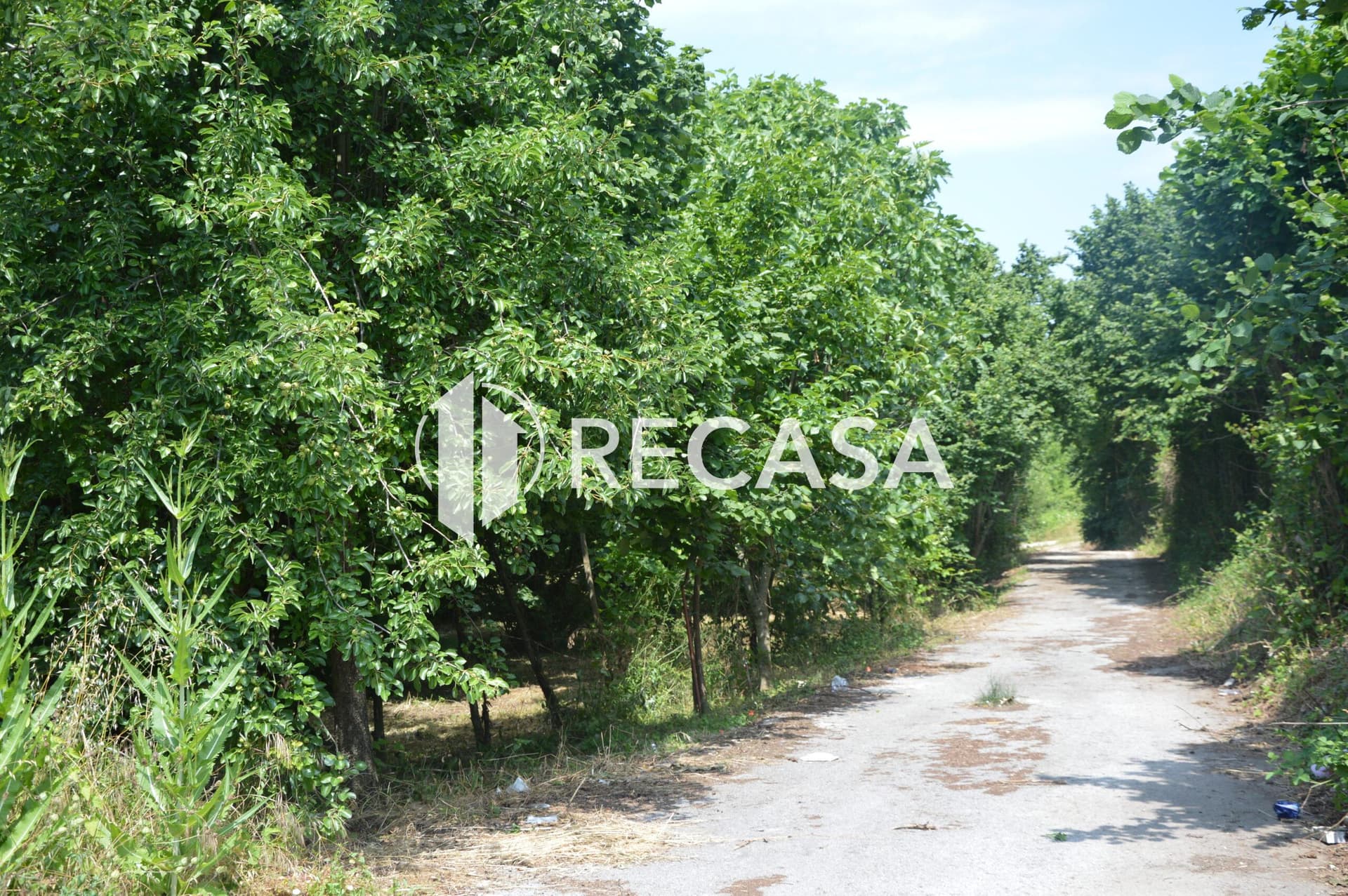 Vendesi noccioleto pianeggiante ad Atripalda - Foto 6