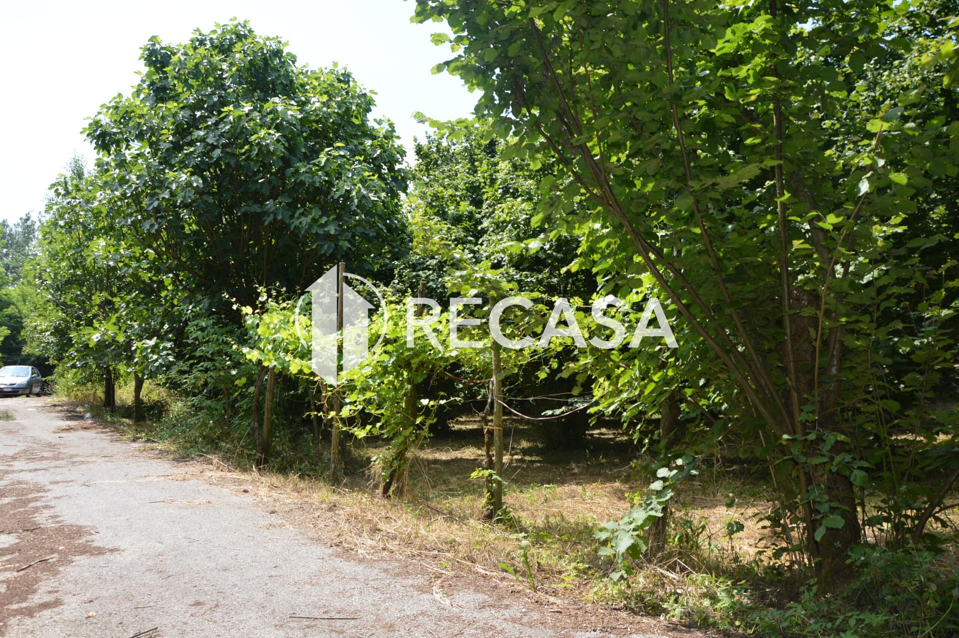 Vendesi noccioleto pianeggiante ad Atripalda - Foto 8