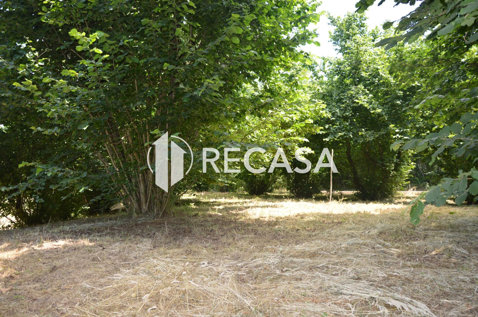 Vendesi noccioleto pianeggiante ad Atripalda - Foto 10