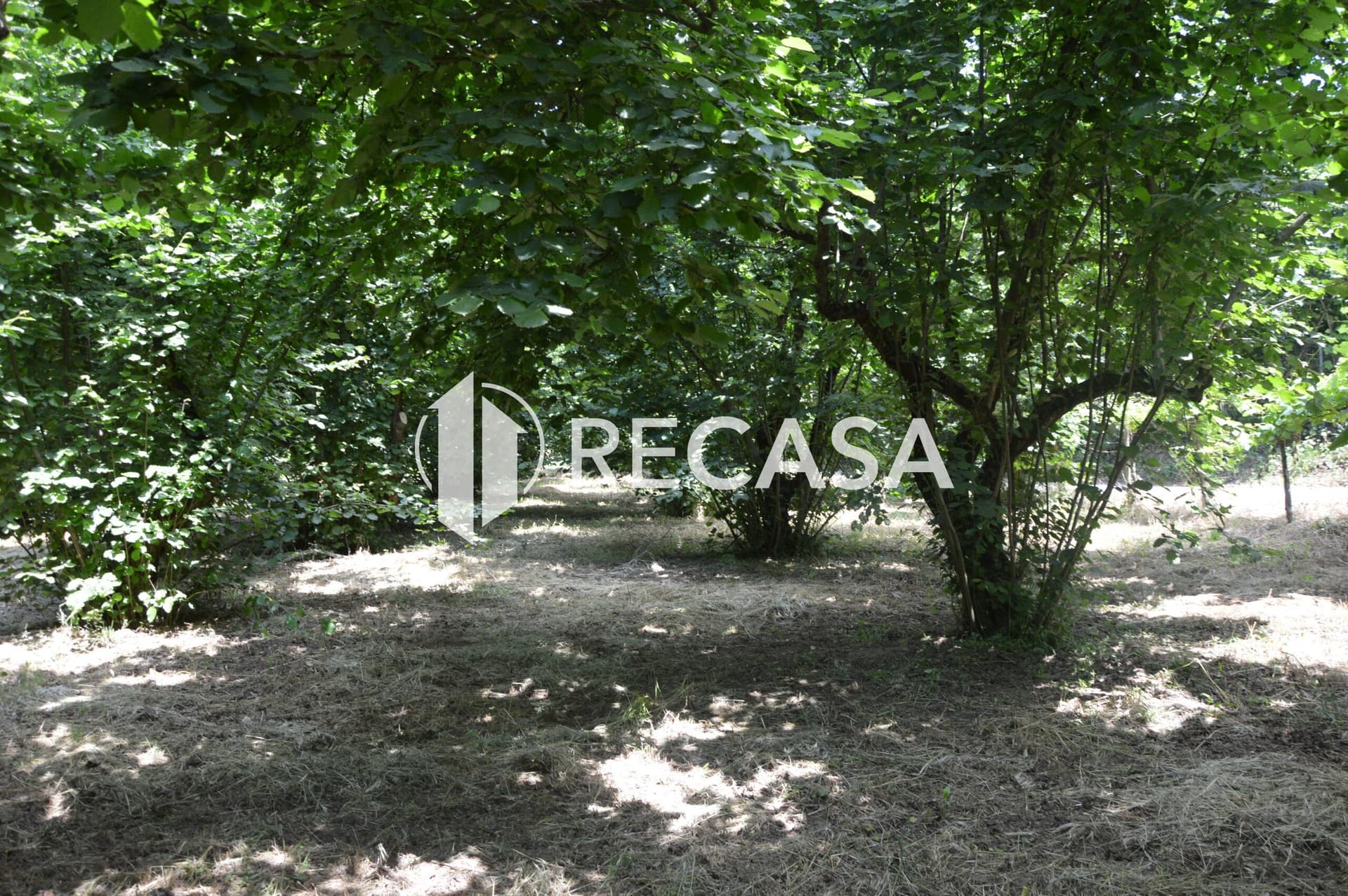 Vendesi noccioleto pianeggiante ad Atripalda - Foto 13