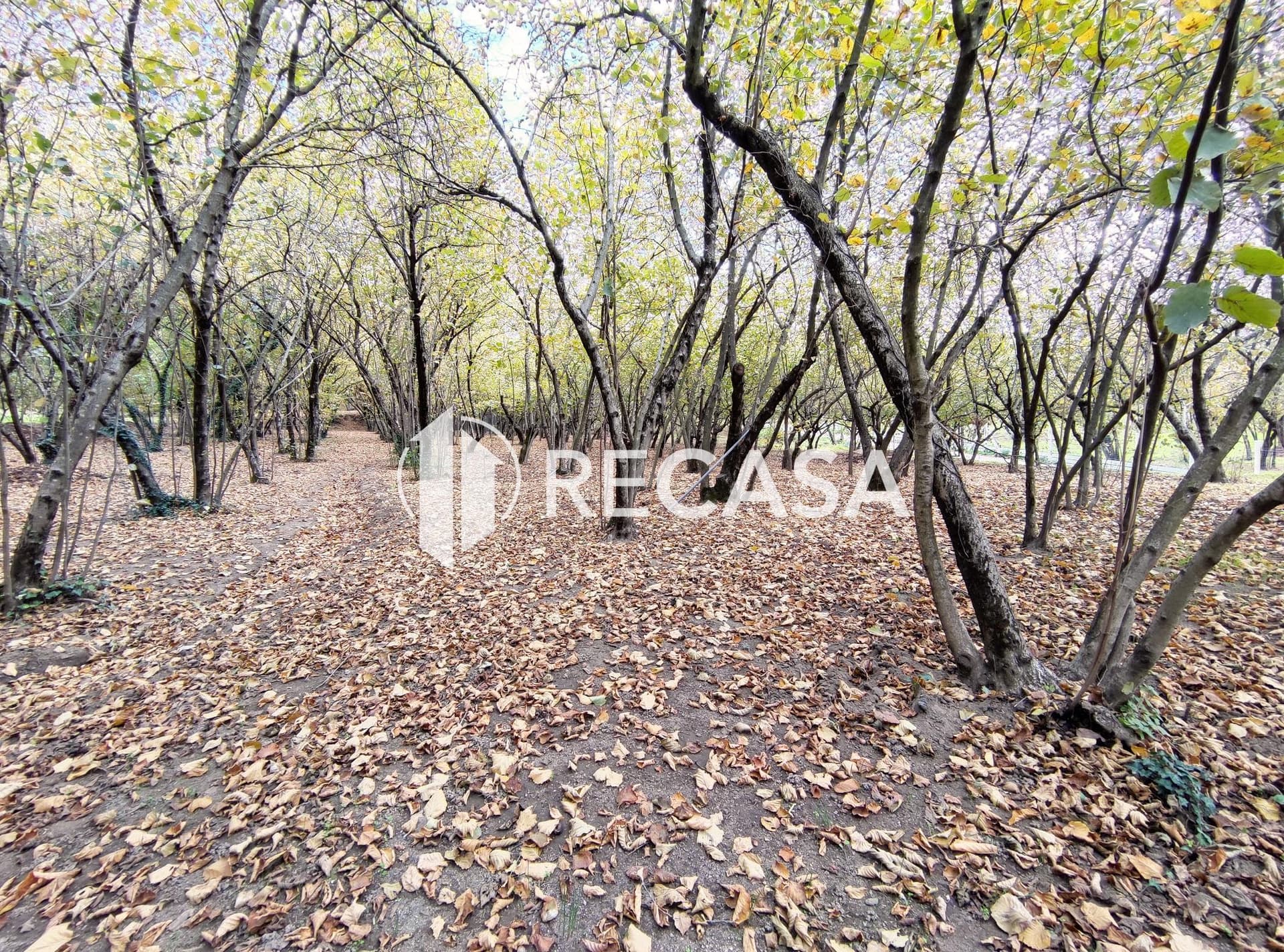 Vendita Noccioleto Atripalda - Foto 2