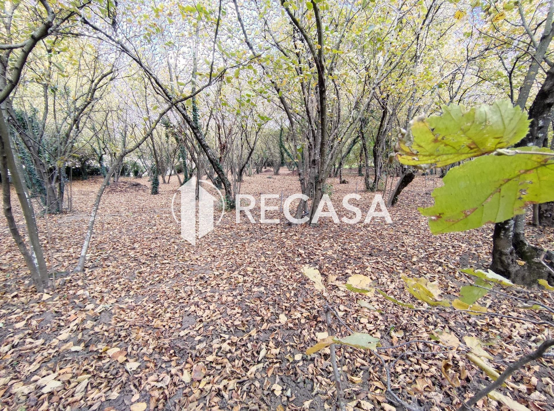 Vendita Noccioleto Atripalda - Foto 3