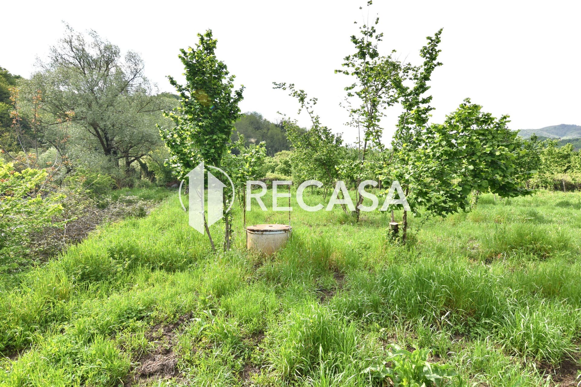 Vendita noccioleto con pozzo Tufo - Foto 5