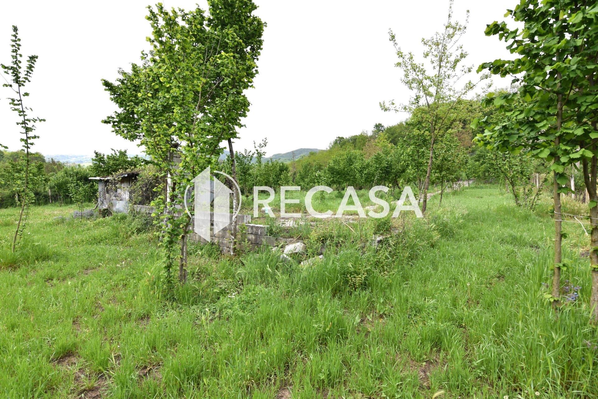 Vendita noccioleto con pozzo Tufo - Foto 9