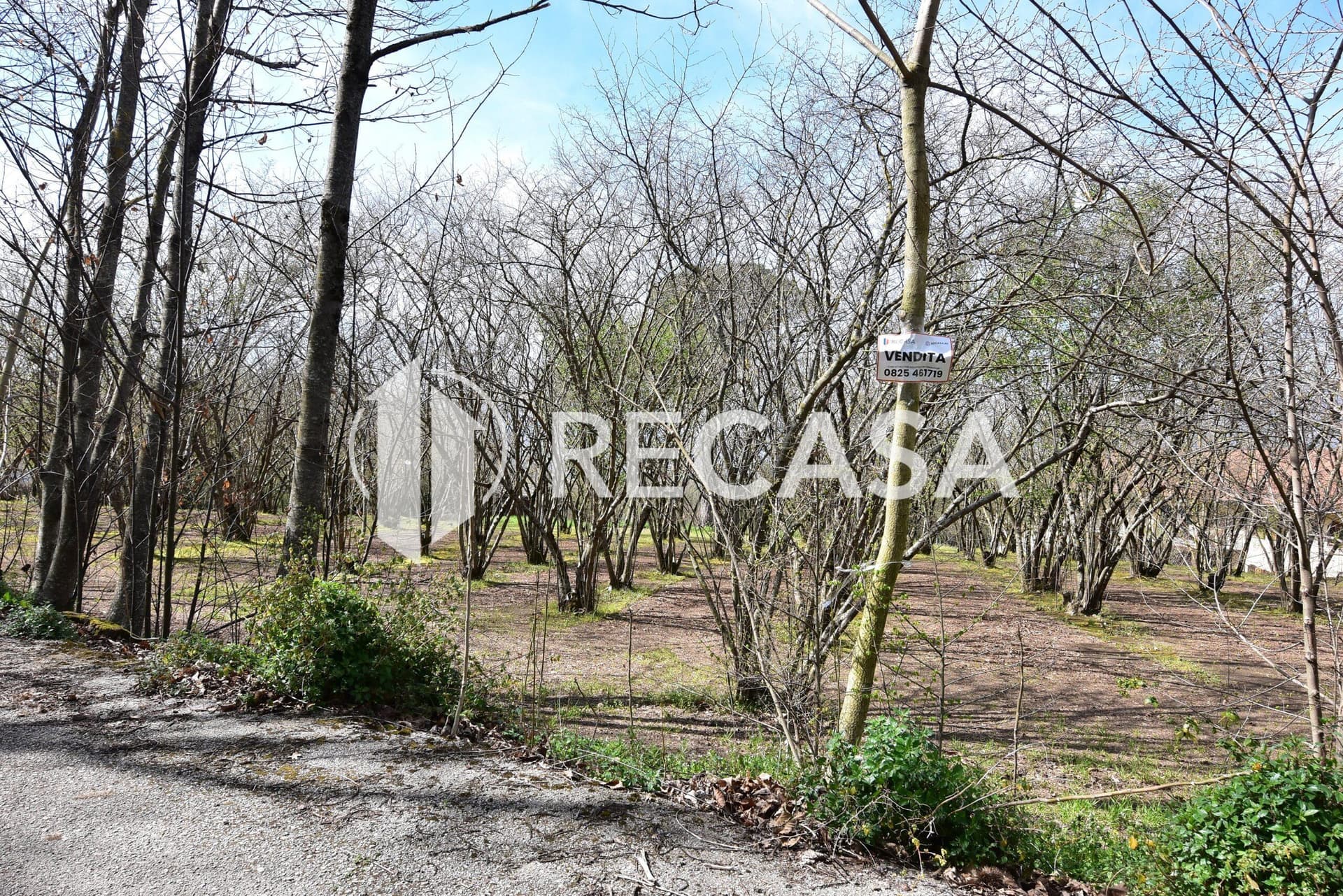 Vendita noccioleto pianeggiante Manocalzati - Foto 13