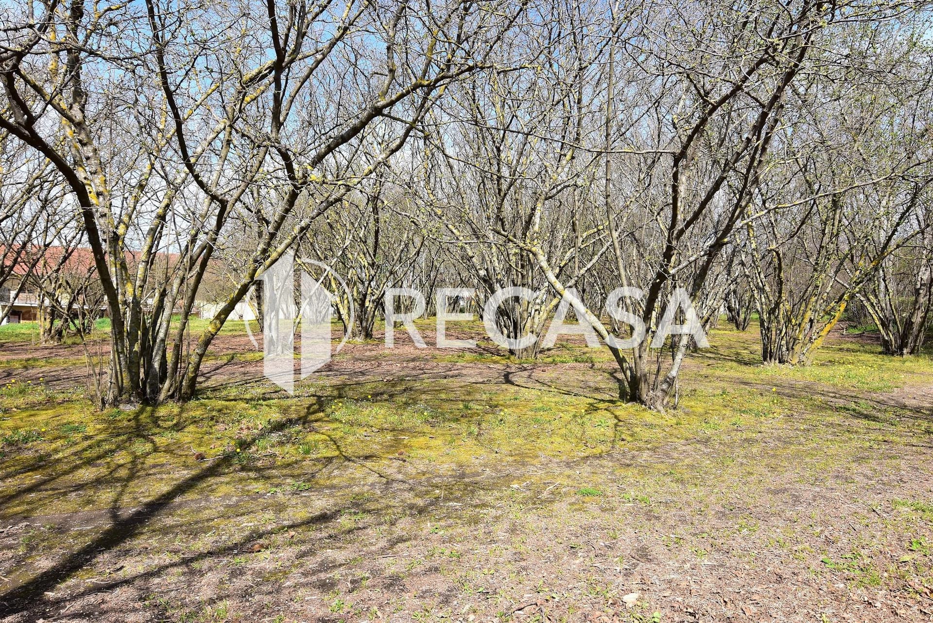 Vendita noccioleto pianeggiante Manocalzati - Foto 16