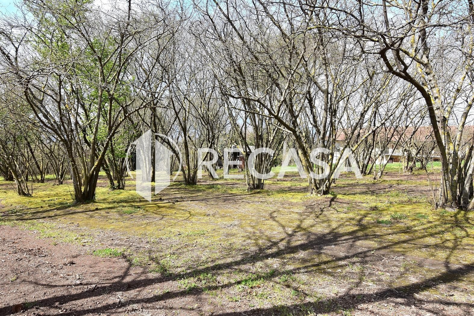 Vendita noccioleto pianeggiante Manocalzati - Foto 18