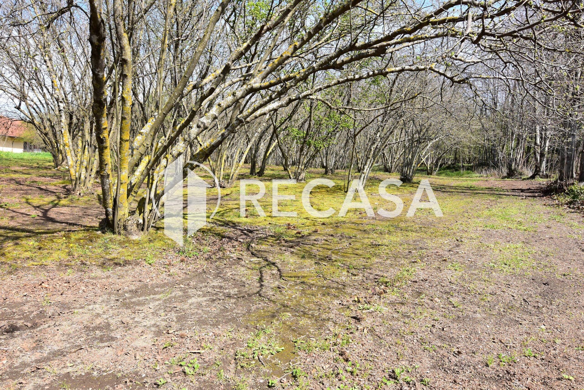 Vendita noccioleto pianeggiante Manocalzati - Foto 20