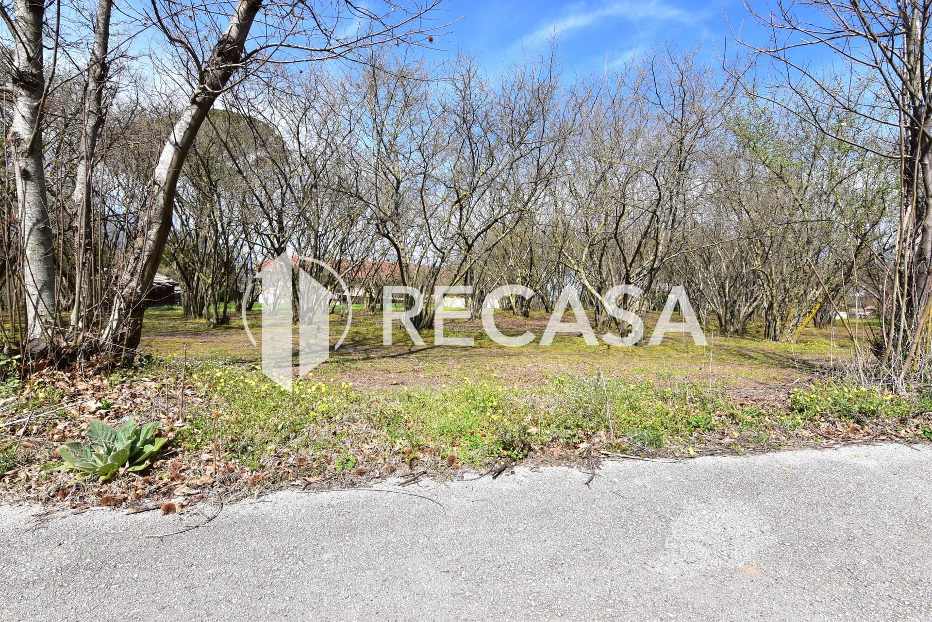 Vendita noccioleto pianeggiante Manocalzati - Foto 23